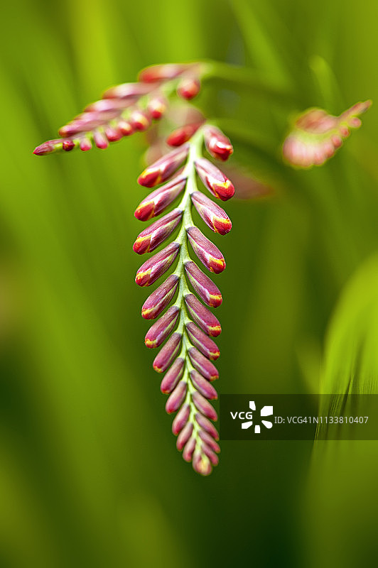 特写的美丽的夏天开花的红色Crocosmia花也被称为montbretia或Coppertips图片素材