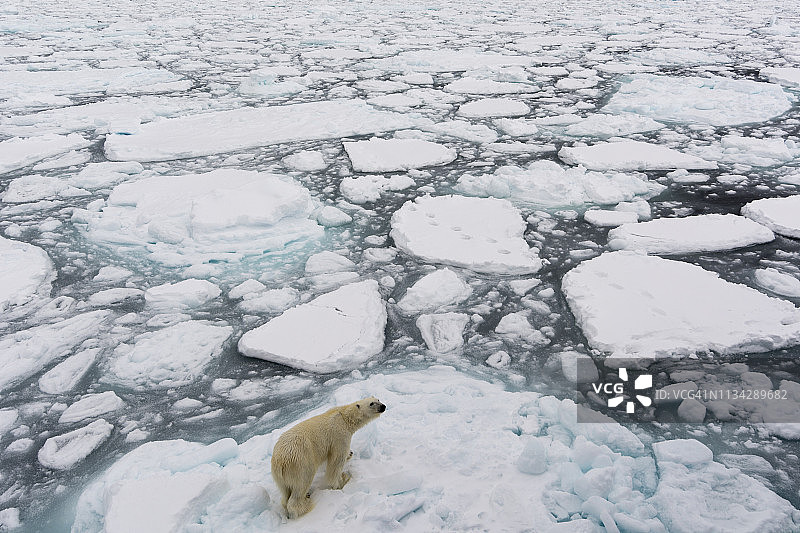 北极熊，极地冰帽，挪威斯匹次卑尔根岛北部81号图片素材