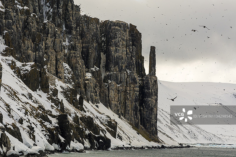 挪威斯匹次卑尔根群岛、斯瓦尔巴群岛的阿尔克菲耶勒特海岸悬崖上飞行的布鲁尼奇海鸠。图片素材