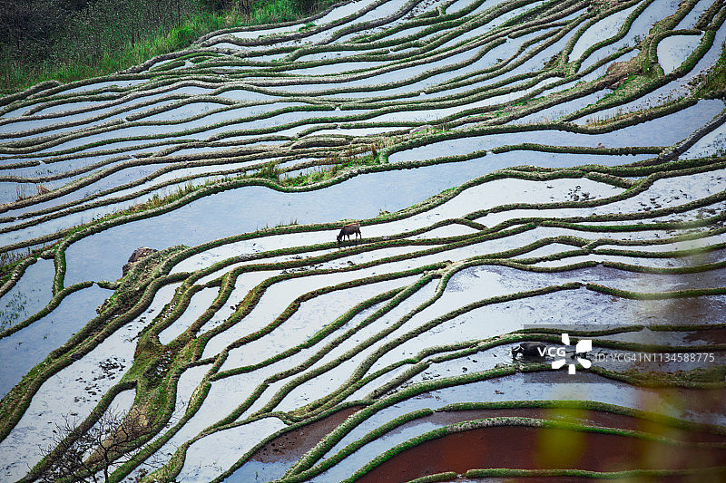 中国农民在梯田中用水牛犁犁地图片素材