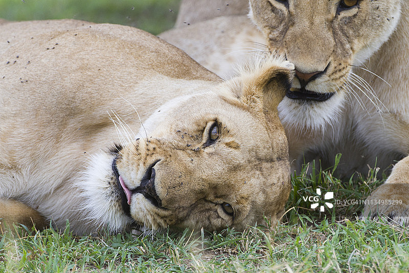 一只母狮子正在大草原上休息图片素材