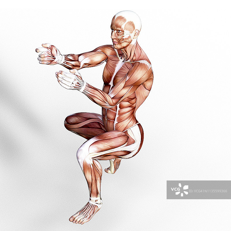 3D渲染描绘人体肌肉系统的解剖。图片素材