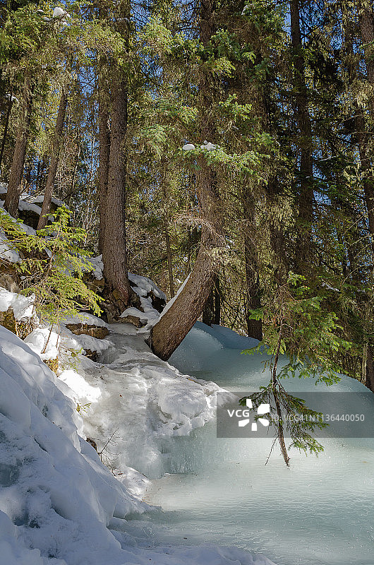 在落基山脉冬天的树林里徒步旅行图片素材