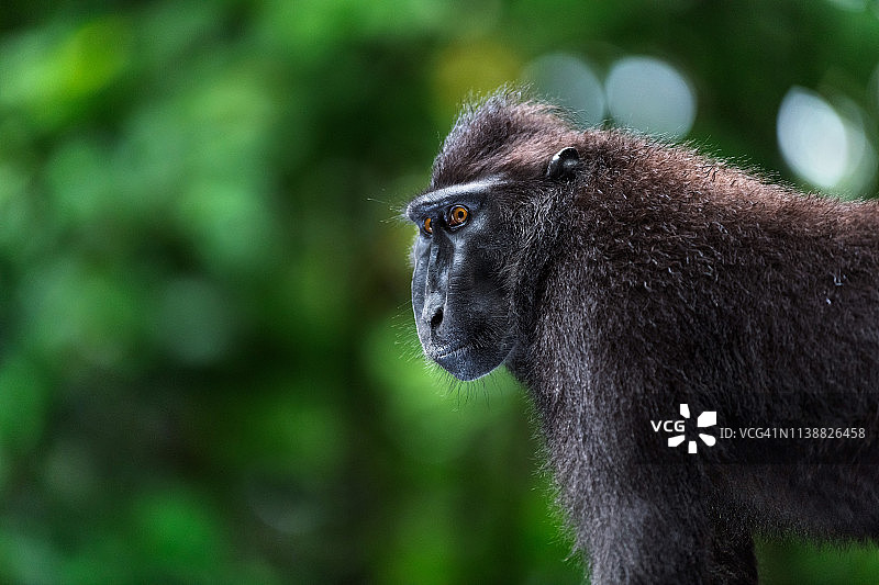 西里伯斯冠猕猴。图片素材