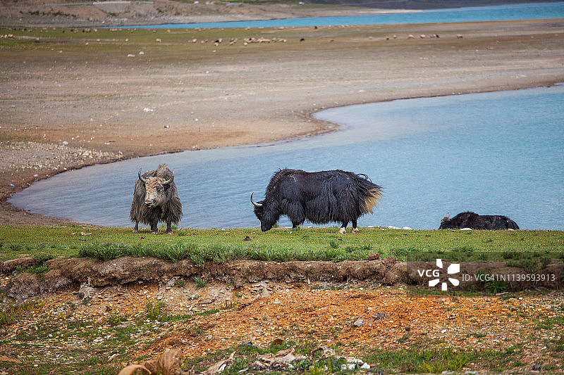 中国西藏，雅鲁藏布江上的牦牛图片素材
