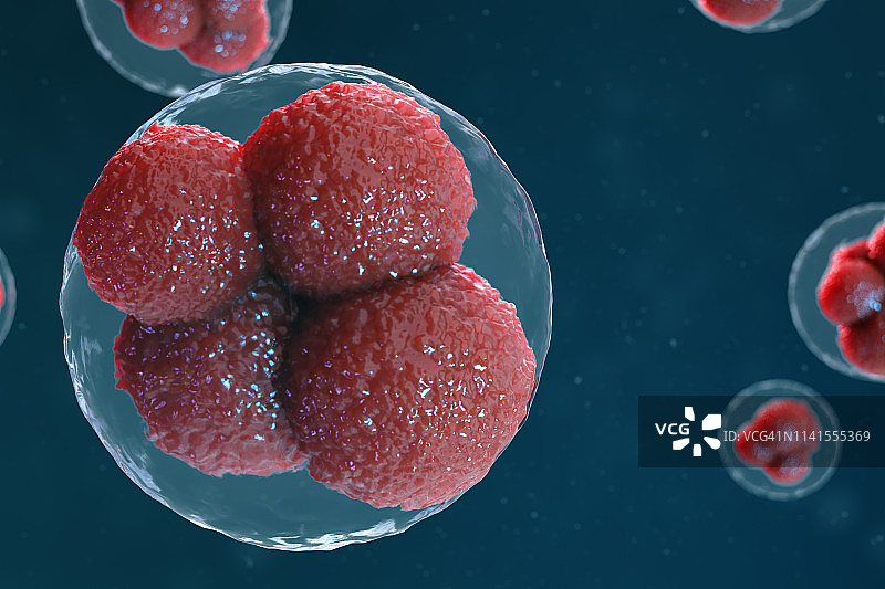 3D插图卵细胞胚胎。中心有红色核的胚胎细胞。人类或动物的卵细胞。医学科学的概念。在显微镜下在细胞水平上发育的生物。图片素材