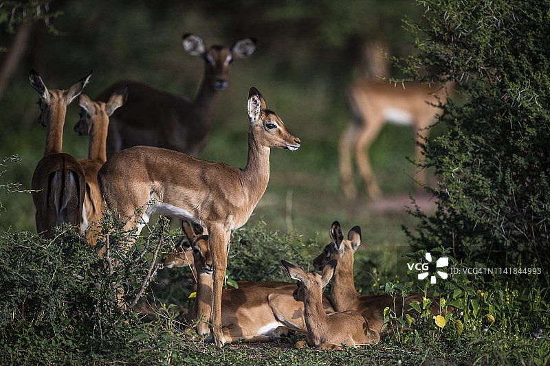 南非林波波市马拉塔巴私人禁猎区，一群黑斑羚羊在一起休息图片素材