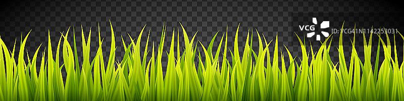 草旗帜。谷物芽。春天的绿色增长。绿色草皮覆盖条纹。图片素材