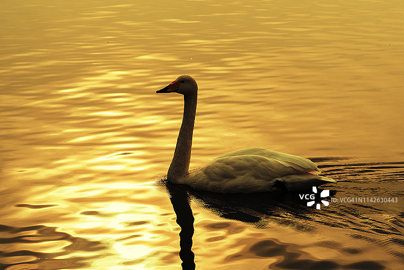 在夕阳中游动的白天鹅图片素材