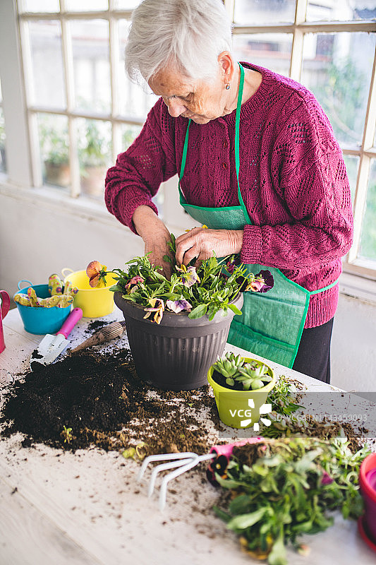 年长妇女在花盆中种植香草图片素材