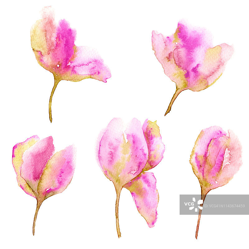 郁金香花束。微妙的粉红色的郁金香。布置鲜花。水彩绘画郁金香。婚礼邀请的花。图片素材