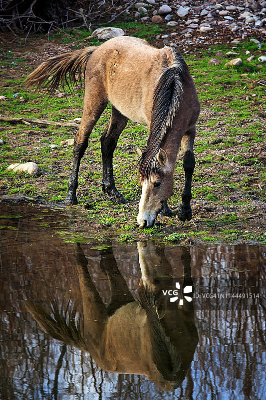 盐河野马，梅萨，亚利桑那州，美国图片素材
