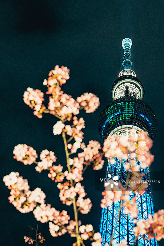 日本东京的樱花和樱花夜景。图片素材
