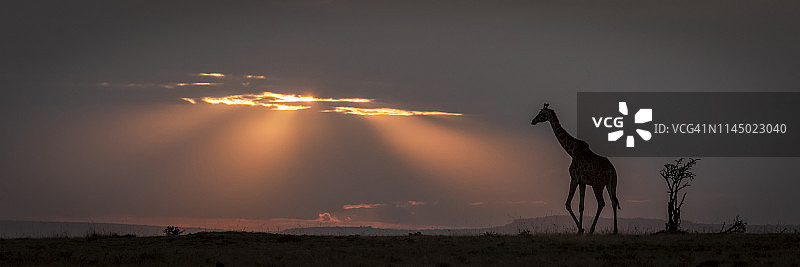 马赛马拉国家保护区，马赛长颈鹿(长颈鹿camelopardalis tippelskirchii)在日落时沿着地平线行走图片素材