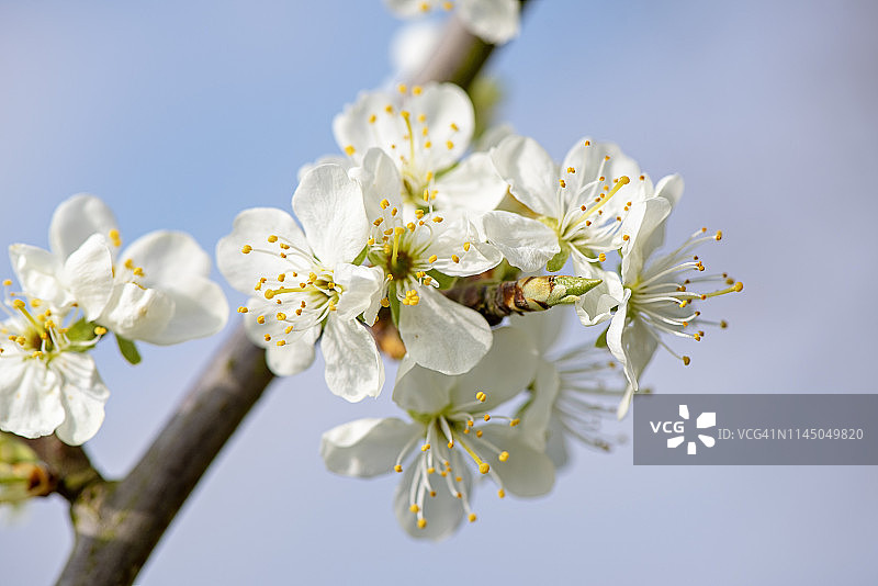 特写的美丽的春天开花，白色的梅花花图片素材