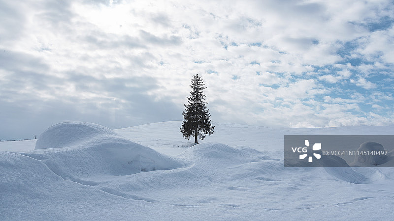 雪地里的圣诞树图片素材
