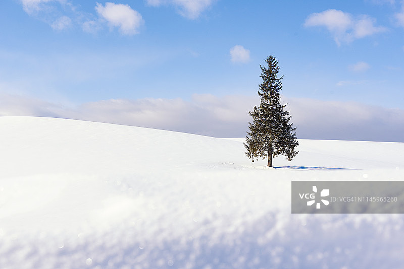 一棵圣诞树在雪山上的冬天，北，北海道，日本图片素材
