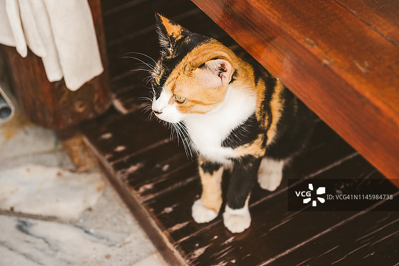 希腊圣托里尼岛卡马里的流浪猫图片素材