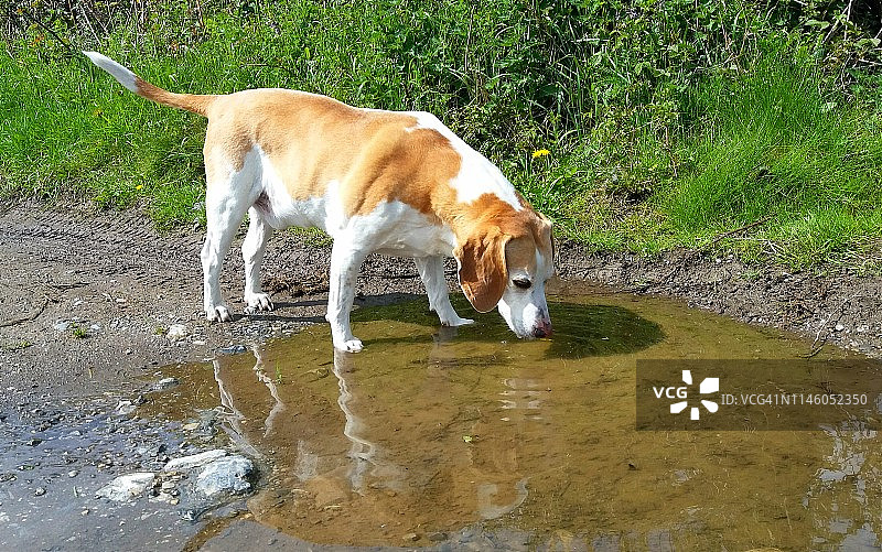 比格犬在水坑里喝水。图片素材
