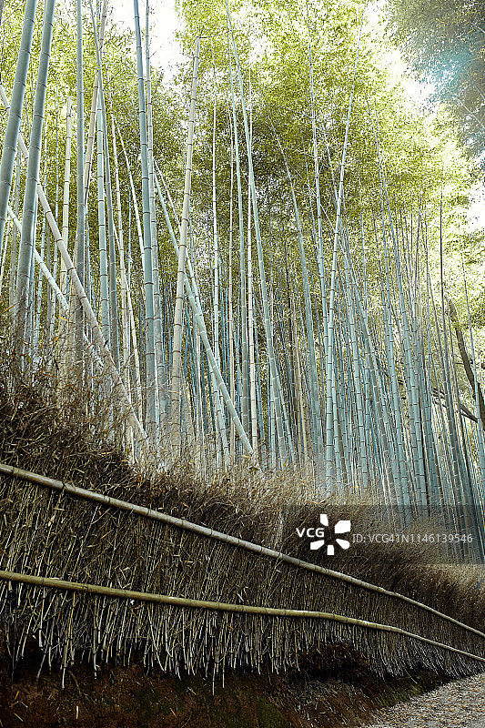 日本岚山高大的竹林图片素材