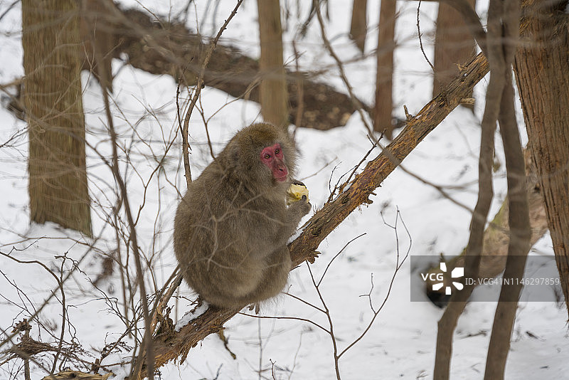 2月18日，在日本长野，一只野生的雪猴在雪地里玩耍。图片素材