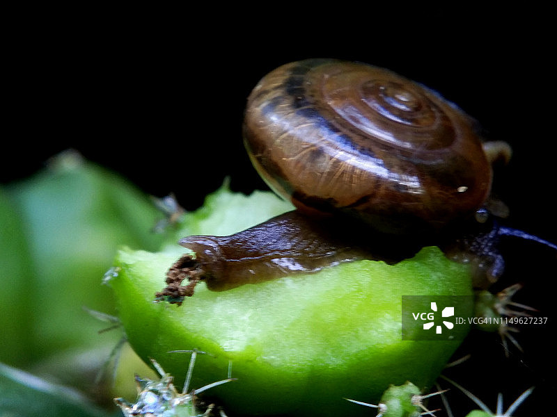 动物蜗牛(腹足纲)，位于仙人掌花上(仙人掌科)图片素材