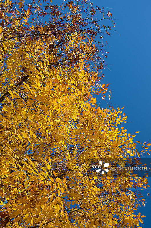 黄色的秋叶映衬着湛蓝的天空图片素材