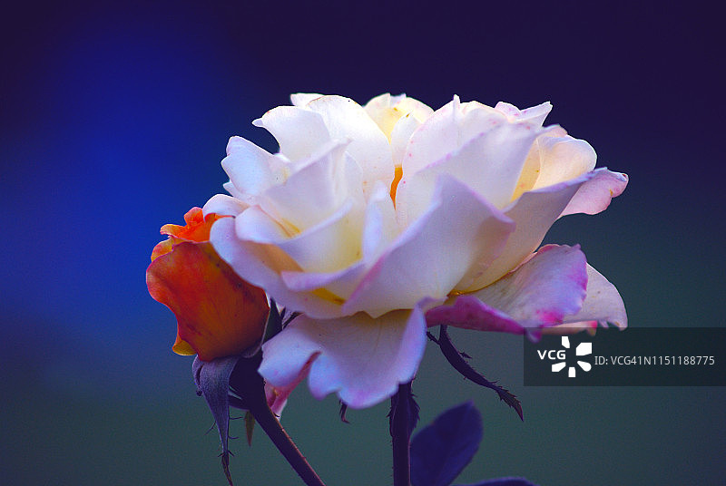 白玫瑰-户外图片素材