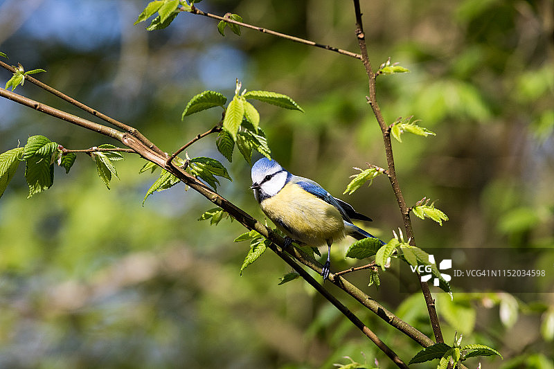 栖息在树枝上的欧亚蓝山雀(青山雀属)图片素材