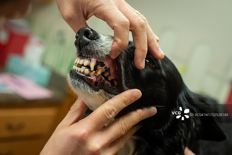 兽医在检查狗的牙齿图片素材