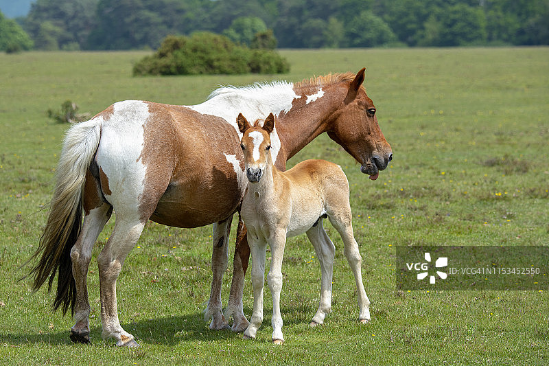 新森林小马驹和她的小马驹在新森林国家公园的特写照片，汉普郡，英国，英国图片素材