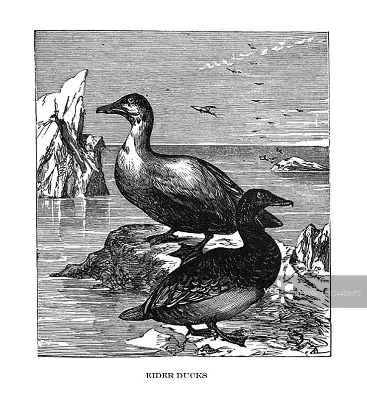 古董鸟插图-绒鸭-索马蒂亚Mollissima Dresseri图片素材