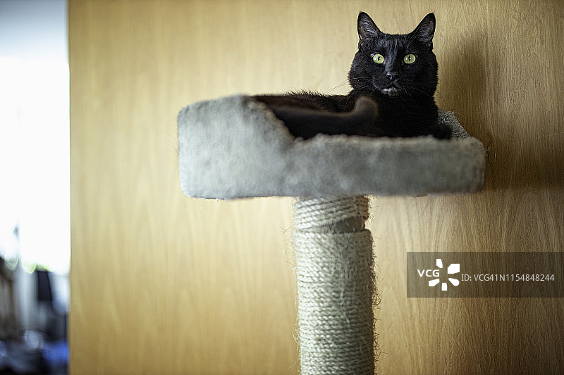 孟买黑猫有意识的情绪图片素材