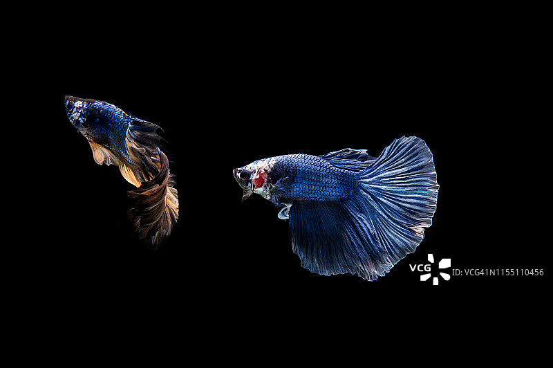 美丽多彩的暹罗斗鱼图片素材