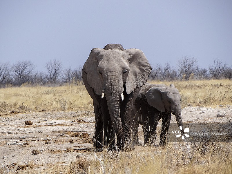 纳米比亚的埃托沙国家公园里，一只小象和它的妈妈在一起图片素材