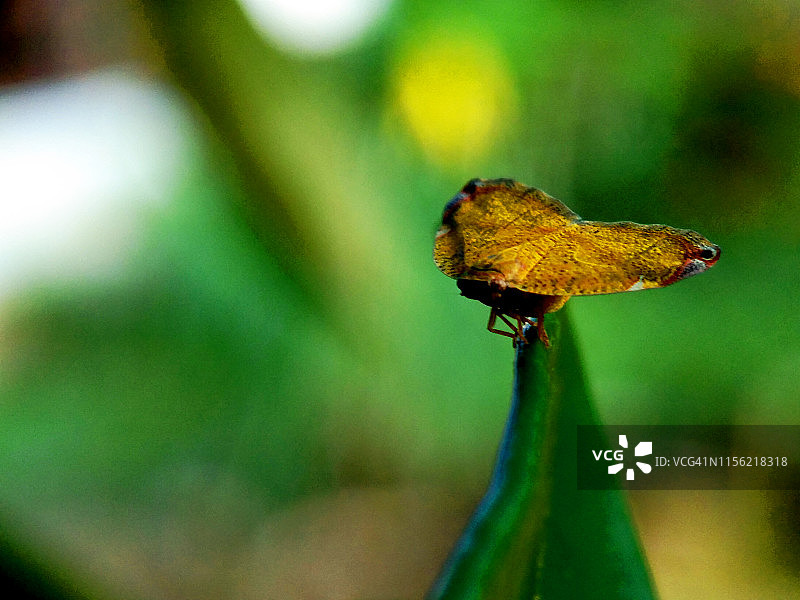 黄色的小蝴蝶栖息在树叶上图片素材