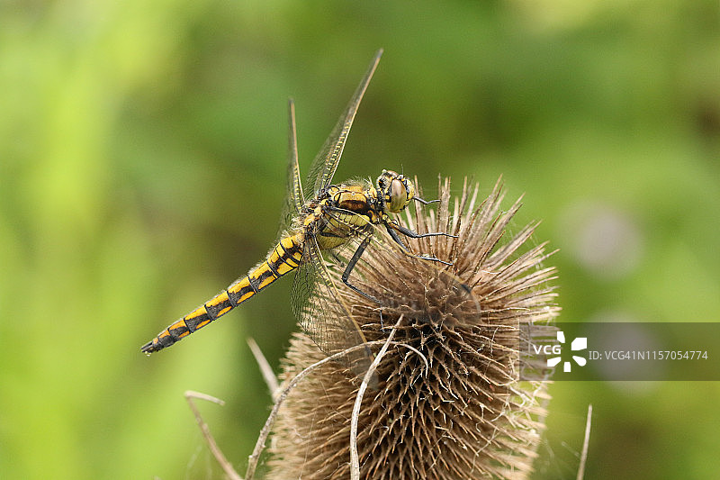 一种美丽的黑尾蜻蜓，栖息在一种续断植物上。图片素材