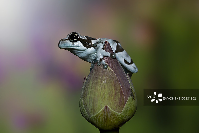 印度尼西亚，亚马逊奶蛙在花蕾上图片素材