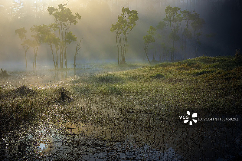 沼泽植物，树木，草地，灌木和更多的浓雾日出图片素材
