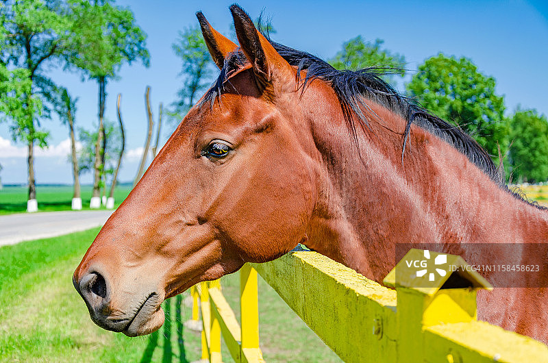 黄色树篱旁有一匹红马的头图片素材