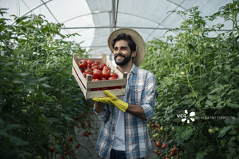 农民在温室里摘番茄图片素材