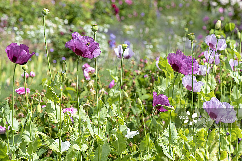 近距离拍摄的美丽的夏季罂粟花也被称为罂粟花在一个英国农舍花园图片素材