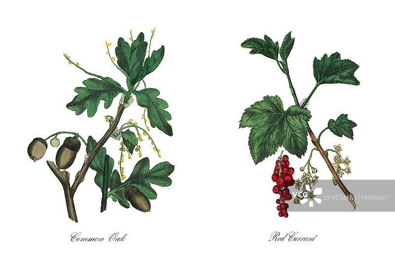 普通橡树维多利亚植物学插图图片素材