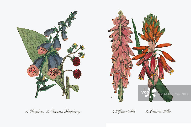 芦荟和非洲芦荟维多利亚植物学插图图片素材
