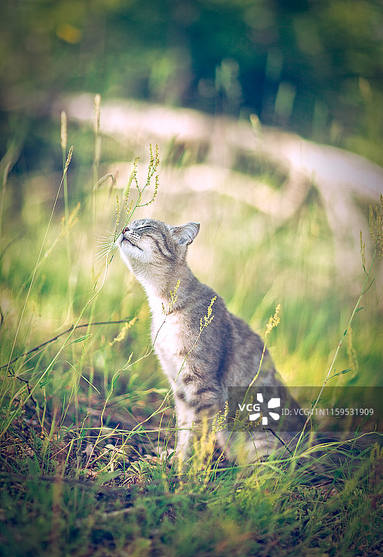 夏日里，灰色条纹的猫坐在绿色的草地上图片素材