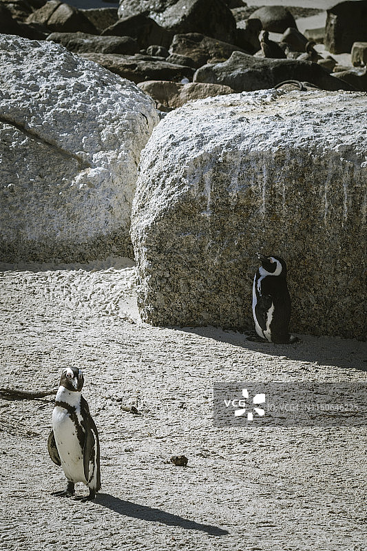 巨石海滩上的企鹅图片素材
