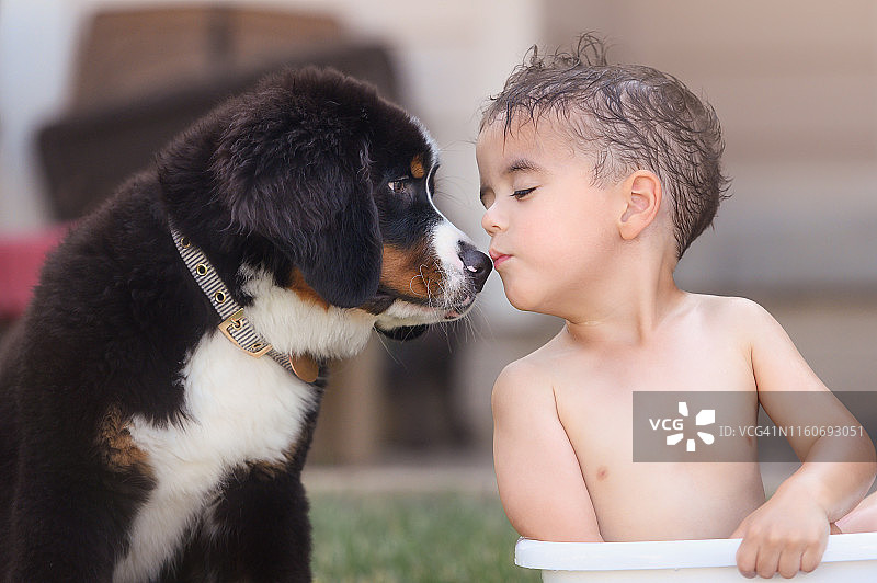一个夏天的晚上，一个蹒跚学步的小男孩和一只伯尔尼山脉小狗互相亲吻图片素材