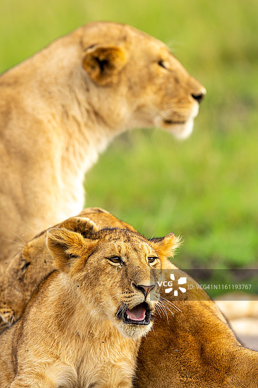 母狮在野外与狮子幼崽-观察狩猎图片素材