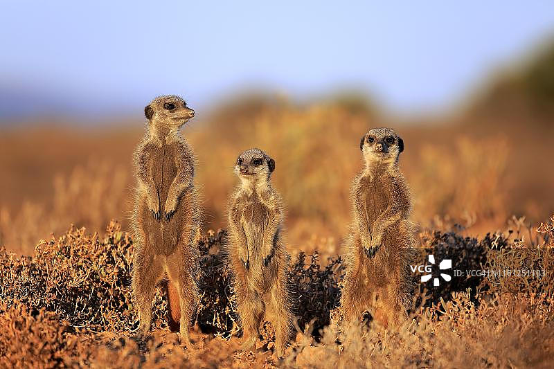 南非，西开普省，奥茨肖恩，成年猫鼬(Suricata suricatta)，直立，警惕图片素材