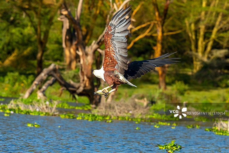 非洲鱼鹰狩猎图片素材
